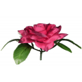 Róża w pąku - główka z liściem Red.Purple